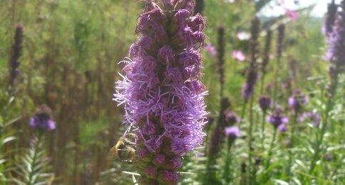 Plume du Kansas (Liatris spicata)