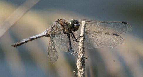 Orthetrum cancellatum - mâle