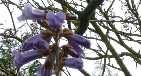 Paulownia