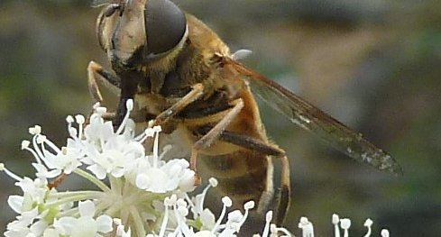 Insectes butineurs.