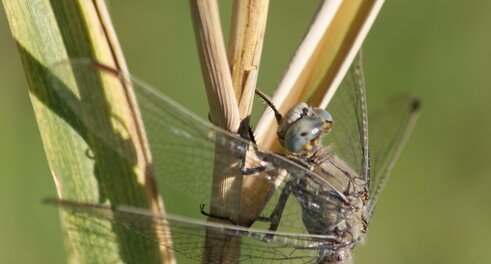 Orthetrum brunneum - femelle (âgée)