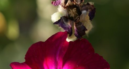 Lychnis coronaria