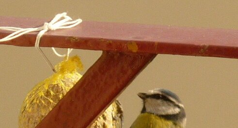 Mésange bleue