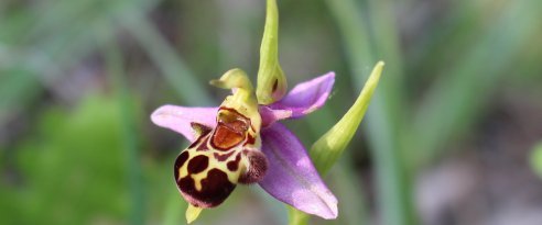 Orchidée abeille - Ophrys apifera