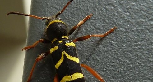 Clyte bélier. Clytus arietis