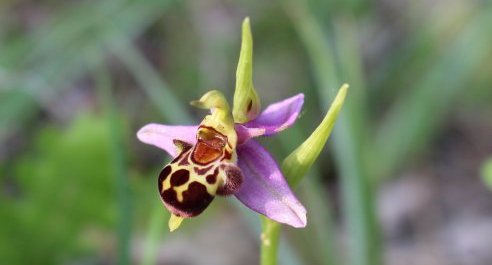 Orchidée abeille - Ophrys apifera