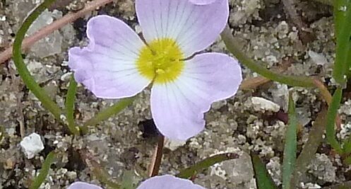 Baldellia ranunculoides