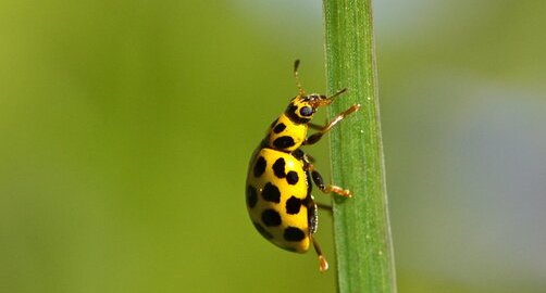 La Coccinelle à 22 points