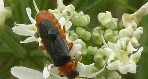 Cantharis fulvicollis