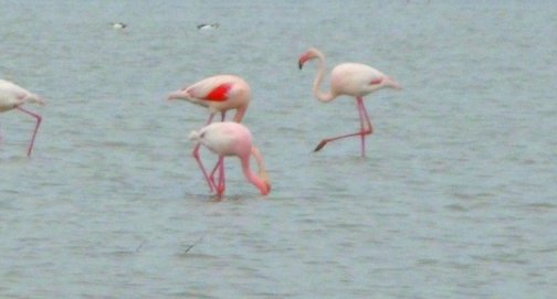 Flamants roses