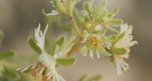 Reseda Jacquini