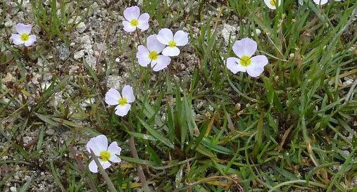 Baldellia ranunculoides