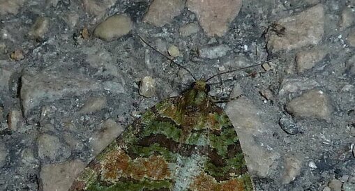 La Bryophile Cryphia pallida.Noctuelle.