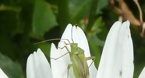 Punaise des plantes (Miridé)