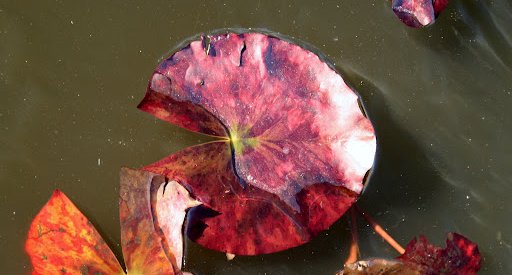 Nénuphar dans la glace