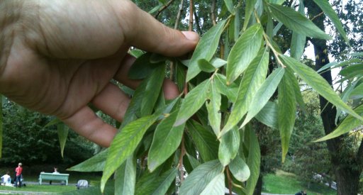 Feuille de saule