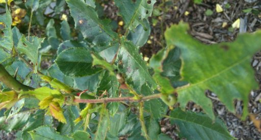 Chenille sur rosier dévoré