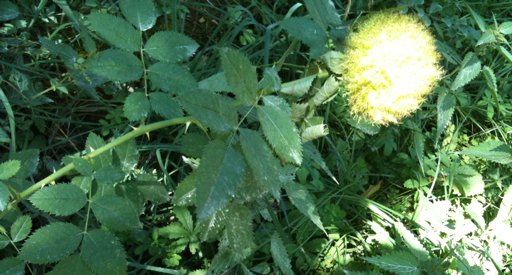 Fleur sauvage à épines