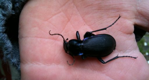 Carabidé du genre Carabus