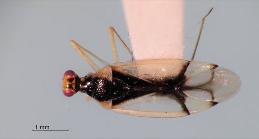 Hyaliodes vitripennis