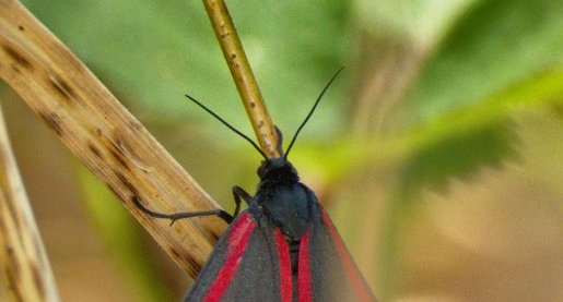 Ecaille du séneçon Tyria jacobaeae