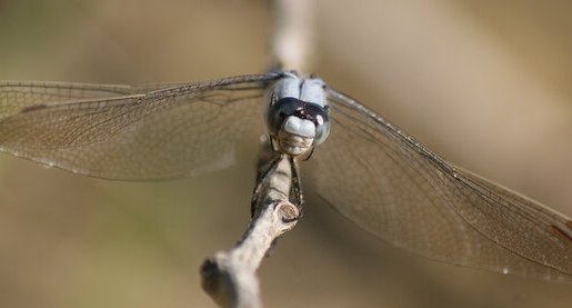 Orthetrum brunneum - mâle