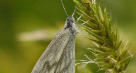 Piéride du lotier Leptidea sinapis