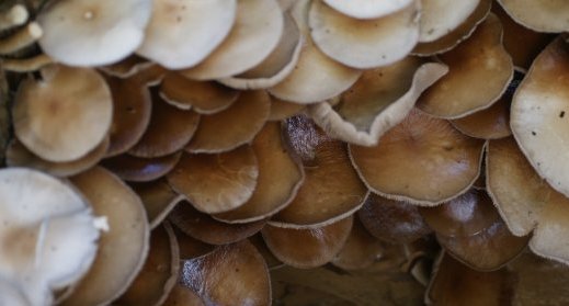 Conciliabule entre champignons