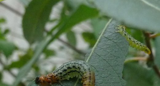 Fausses chenilles. Larves de Tenthrèdes