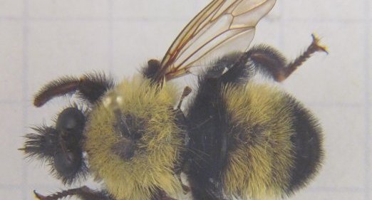 Laphria thoracica