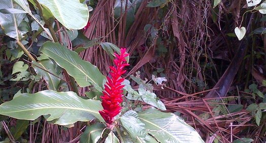 Alpinia