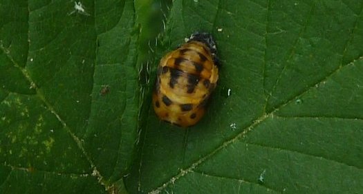 Larve de coccinelle. 31mai.