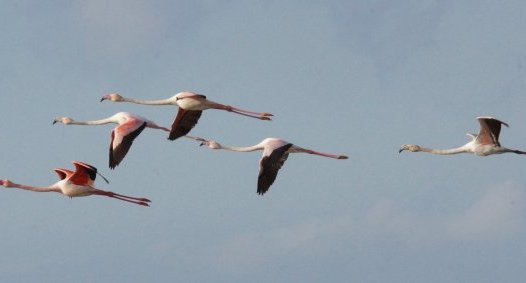 Flamants roses