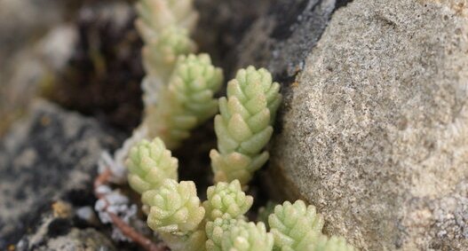 Sedum sediforme - sous réserve