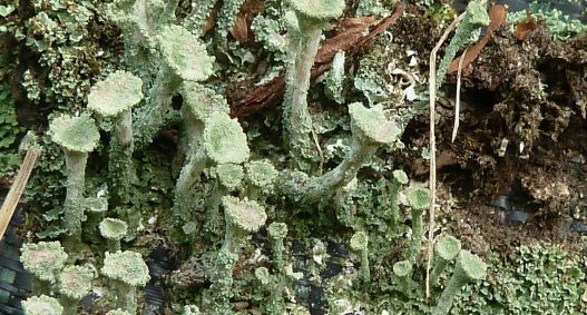 Cladonia fimbriata (sous réserve)