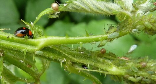 Adalia bipunctata