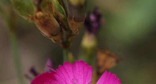 Dianthus