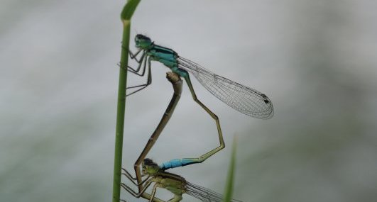 Copulat d'Ishnures élégantes