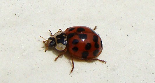 Coccinelle asiatique Harmonia axyridis