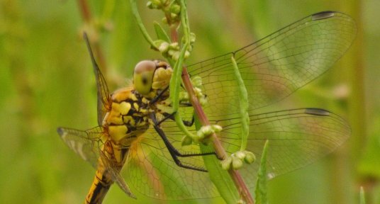 Sympetrum rouge sang Sympetrum sanguineum femelle