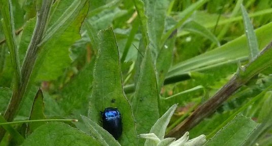 Chrysolina bankii