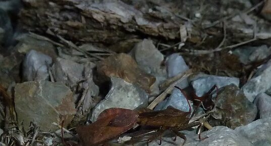 Accouplement de punaises"Syromaste marginé" Coreus marginatus