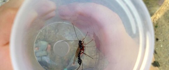 Ichneumon