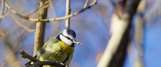 Mésange bleue