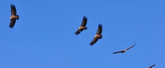 Vautours fauves - Gyps fulvus