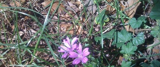 Fleur de mauve sylvestre