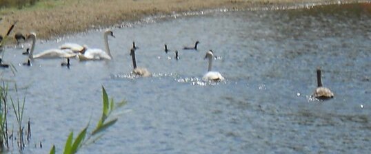 Canards et cygnes