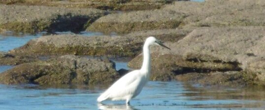 Aigrette garzette