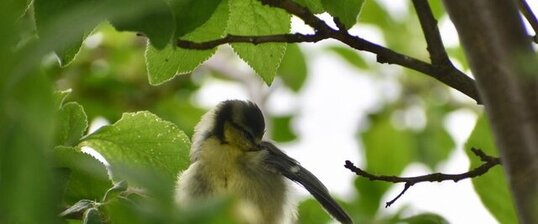 Mésange bleue (Cyanistes caeruleus)