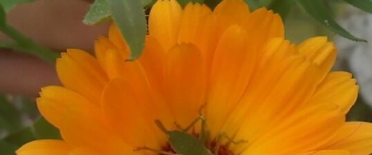 Sauterelle verte commune sur un Calendula officinalis